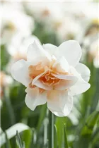 Narcissus 'Replete' - Narzisse 'Replete'