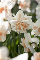 Narcissus 'Replete' - Narzisse 'Replete'