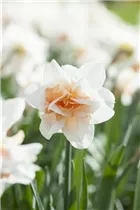 Narcissus 'Replete' - Narzisse 'Replete'