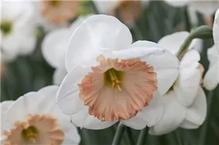 Narcissus 'Sentinel' - Narzisse 'Sentinel'