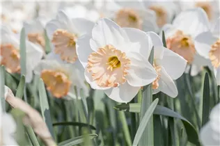 Narcissus 'Sentinel' - Narzisse 'Sentinel'