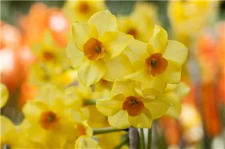 Narcissus Small Cupped - Kleinkronige Narzisse