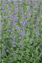 Nepeta x faassenii - Katzenminze