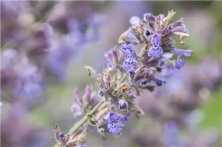 Nepeta x faassenii - Katzenminze