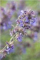 Nepeta x faassenii - Katzenminze