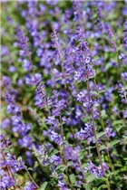 Nepeta x faassenii - Katzenminze