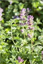 Nepeta x faassenii - Katzenminze