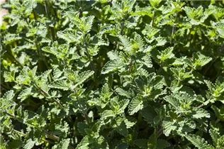 Nepeta x faassenii - Katzenminze