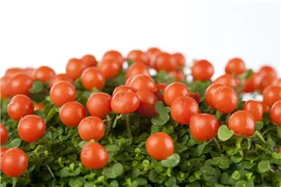 Nertera granadensis, orange - Korallenmoos