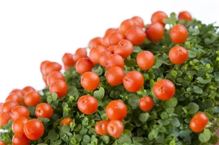 Nertera granadensis, orange - Korallenmoos