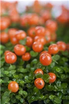 Nertera granadensis, orange - Korallenmoos