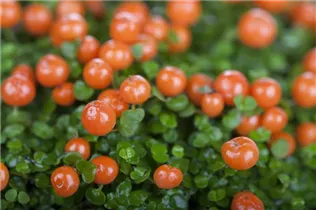 Nertera granadensis, orange - Korallenmoos