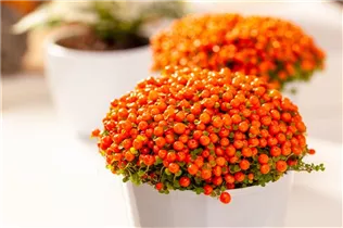 Nertera granadensis, orange - Korallenmoos
