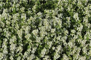 Nepeta x faassenii 'Snowflake' - Katzenminze 'Snowflake'