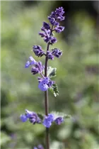 Nepeta x faassenii 'Walker´s Low' - Katzenminze 'Walker´s Low'