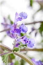 Nepeta x faassenii 'Walker´s Low' - Katzenminze 'Walker´s Low'