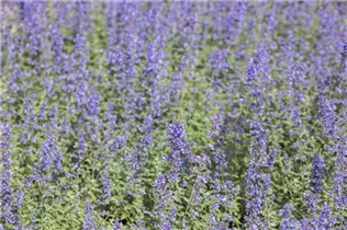 Nepeta x faassenii 'Walker´s Low' - Katzenminze 'Walker´s Low'