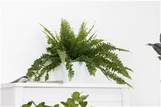 Nephrolepis exaltata 'Green Lady' - Schwertfarn 'Green Lady' Nephrolepis exaltata 'Green Lady' - Schwertfarn 'Green Lady'