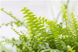 Nephrolepis exaltata 'Green Lady' - Schwertfarn 'Green Lady' Nephrolepis exaltata 'Green Lady' - Schwertfarn 'Green Lady'