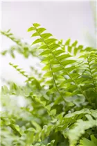 Nephrolepis exaltata 'Green Lady' - Schwertfarn 'Green Lady' Nephrolepis exaltata 'Green Lady' - Schwertfarn 'Green Lady'