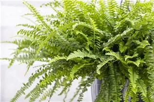 Nephrolepis exaltata 'Green Lady' - Schwertfarn 'Green Lady' Nephrolepis exaltata 'Green Lady' - Schwertfarn 'Green Lady'