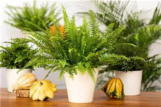 Nephrolepis exaltata 'Green Lady' - Schwertfarn 'Green Lady' Nephrolepis exaltata 'Green Lady' - Schwertfarn 'Green Lady'