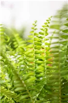 Nephrolepis exaltata 'Green Lady' - Schwertfarn 'Green Lady' Nephrolepis exaltata 'Green Lady' - Schwertfarn 'Green Lady'