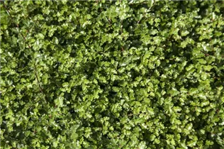 Nothofagus antarctica - Scheinbuche