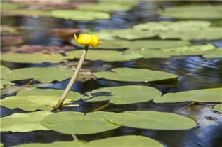 Nuphar lutea - Große Teichrose Nuphar lutea - Große Teichrose