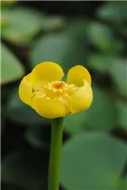 Nuphar lutea - Große Teichrose Nuphar lutea - Große Teichrose