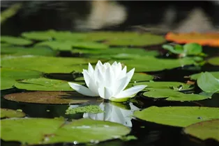 Nymphaea alba - Weißblühende Seerose