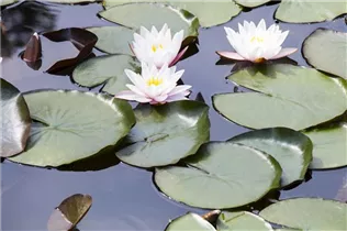 Nymphaea alba - Weißblühende Seerose