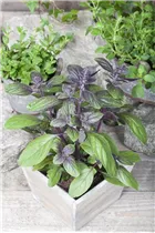 Ocimum basilicum 'Magic Blue' - Garten-Basilikum 'Magic Blue' Ocimum basilicum 'Magic Blue' - Garten-Basilikum 'Magic Blue'