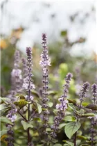 Ocimum basilicum 'Magic Blue' - Garten-Basilikum 'Magic Blue' Ocimum basilicum 'Magic Blue' - Garten-Basilikum 'Magic Blue'