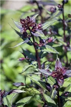 Ocimum basilicum 'Magic Blue' - Garten-Basilikum 'Magic Blue' Ocimum basilicum 'Magic Blue' - Garten-Basilikum 'Magic Blue'