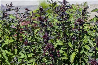 Ocimum basilicum 'Magic Blue' - Garten-Basilikum 'Magic Blue' Ocimum basilicum 'Magic Blue' - Garten-Basilikum 'Magic Blue'