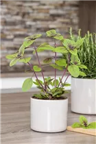 Ocimum basilicum 'Magic Blue' - Garten-Basilikum 'Magic Blue' Ocimum basilicum 'Magic Blue' - Garten-Basilikum 'Magic Blue'