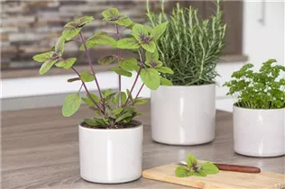 Ocimum basilicum 'Magic Blue' - Garten-Basilikum 'Magic Blue' Ocimum basilicum 'Magic Blue' - Garten-Basilikum 'Magic Blue'