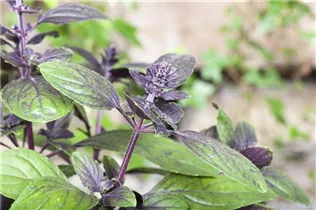 Ocimum basilicum 'Magic Blue' - Garten-Basilikum 'Magic Blue' Ocimum basilicum 'Magic Blue' - Garten-Basilikum 'Magic Blue'