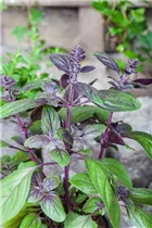 Ocimum basilicum 'Magic Blue' - Garten-Basilikum 'Magic Blue' Ocimum basilicum 'Magic Blue' - Garten-Basilikum 'Magic Blue'