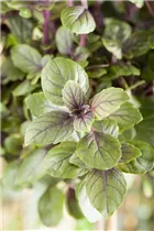 Ocimum basilicum 'Magic Mountain' - Basilikum 'Magic Mountain' Ocimum basilicum 'Magic Mountain' - Basilikum 'Magic Mountain'