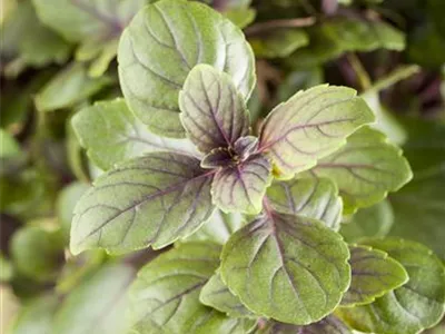 Ocimum basilicum 'Magic Mountain' - Basilikum 'Magic Mountain' Ocimum basilicum 'Magic Mountain' - Basilikum 'Magic Mountain'