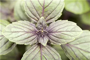 Ocimum basilicum 'Magic Mountain' - Basilikum 'Magic Mountain' Ocimum basilicum 'Magic Mountain' - Basilikum 'Magic Mountain'