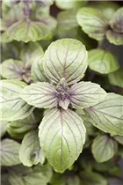 Ocimum basilicum 'Magic Mountain' - Basilikum 'Magic Mountain' Ocimum basilicum 'Magic Mountain' - Basilikum 'Magic Mountain'