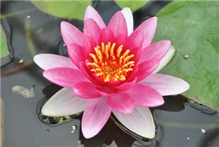 Nymphaea 'Attraction' - Garten-Seerose 'Attraction' Nymphaea 'Attraction' - Garten-Seerose 'Attraction'