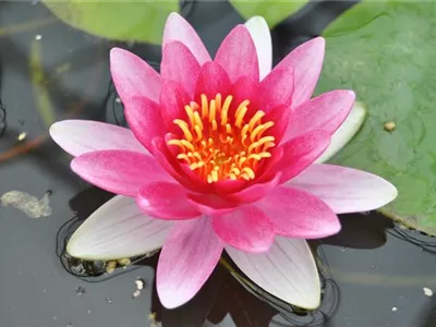 Nymphaea 'Attraction' - Garten-Seerose 'Attraction' Nymphaea 'Attraction' - Garten-Seerose 'Attraction'