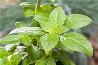 Ocimum basilicum 'Magic White' - Garten-Basilikum 'Magic White'