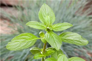 Ocimum basilicum 'Magic White' - Garten-Basilikum 'Magic White'