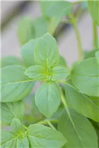 Ocimum basilicum 'Magic White' - Garten-Basilikum 'Magic White'