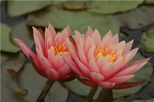 Nymphaea 'Aurora' - Garten-Seerose 'Aurora'